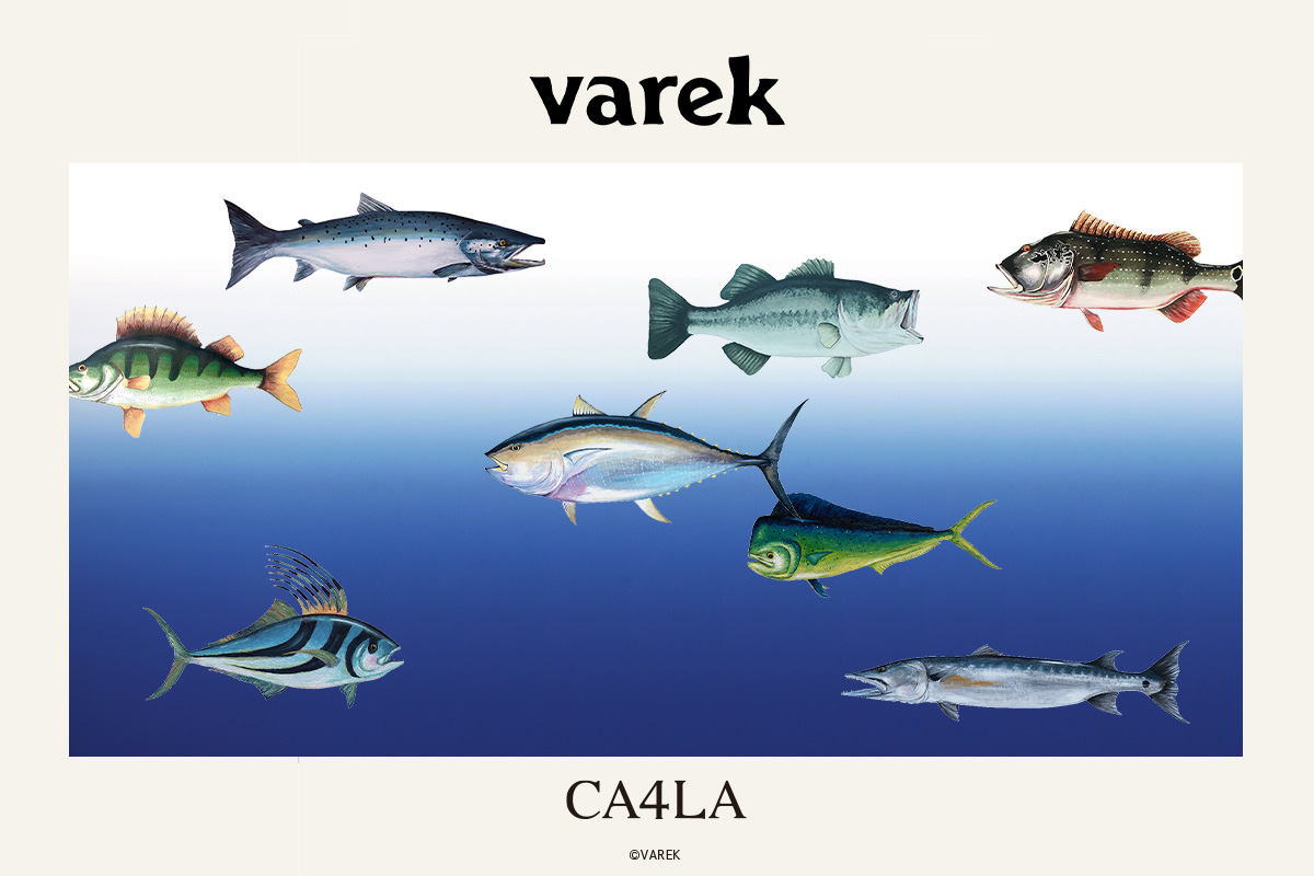 Varek × CA4LA